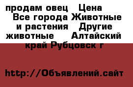  продам овец › Цена ­ 100 - Все города Животные и растения » Другие животные   . Алтайский край,Рубцовск г.